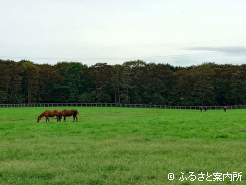 離乳を終えた繁殖牝馬たち