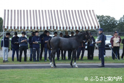 当歳馬は上場予定馬66頭全頭を視察