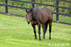 年が明ければ13歳。8度目のシーズンを迎える