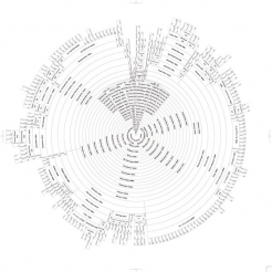 種牡馬の歴史が織りなす円形のデザイン