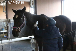 馬の手入れを体験した