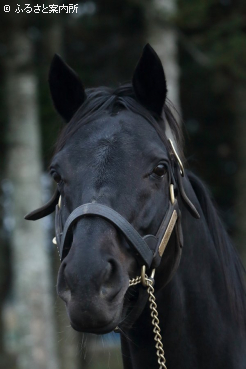 種牡馬を引退するエイシンフラッシュ