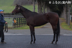 エスポワールシチーの後継種牡馬として期待は大きい