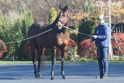 種牡馬生活1シーズン目を終えたドウデュース