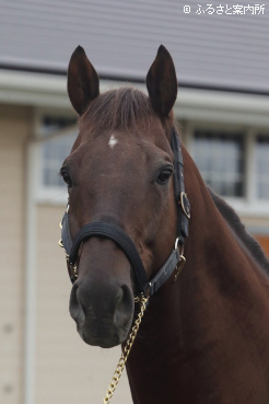 写真：ドンフランキー