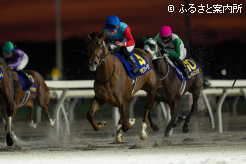 外から力強く脚を伸ばしたタマモフリージア