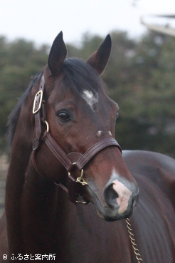 写真：イグナイター