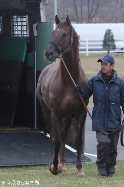 元気な姿で優駿スタリオンステーションに到着した