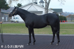 漆黒の馬体と端正な顔立ちでファンを魅了した