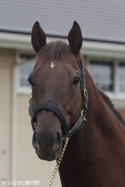 スタッドインしたドンフランキー