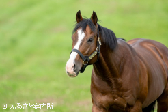 精悍な顔つきに内に秘めた激しさがうかがえる