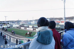 パドックで出走馬の様子を観察