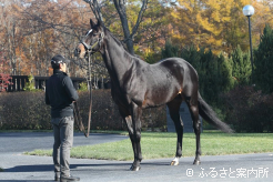 今年の日本ダービー馬の父であるキタサンブラック