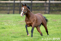 筋肉質でパワフルな馬体を受け継ぐ産駒が多いという