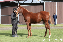 最優秀賞のプレリュードフィズ2025