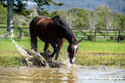 バシャバシャと水遊びを楽しむファインモーション