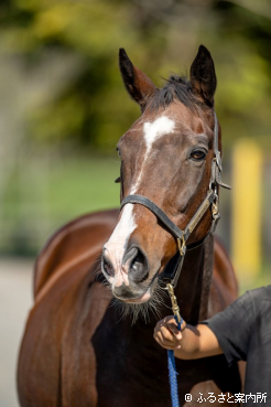顔には白いものが混じるようになった