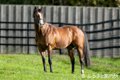 今年はキャリアハイとなる188頭の繁殖牝馬に配合を行った