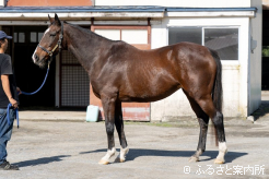 年が明ければ27歳とは思えぬ馬体