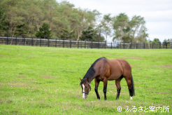 性格は穏やかでのんびり屋さんだという