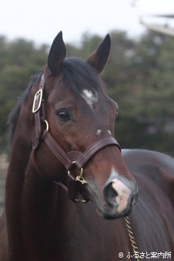 スタッドインしたイグナイター