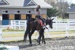 体験乗馬で馬とのふれあいを楽しんだ