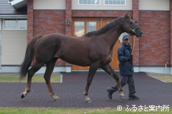 600kgを超える雄大な馬体を披露した