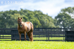 「お尻の大きな仔」が期待されている