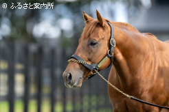 種牡馬生活を経験して大人っぽい顔つきとなってきた