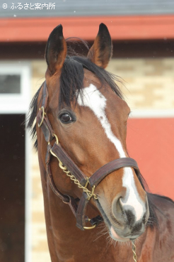 スタッドインしたソールオリエンス