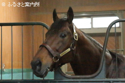 スタッドインしたアメリカンファラオ