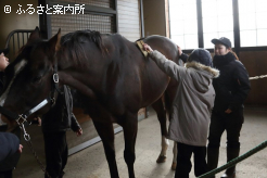 メイショウアイアンで馬の手入れを体験した