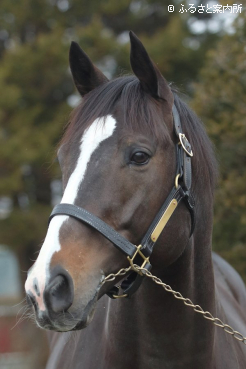 スタッドインしたソウルラッシュ