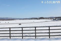 広大な放牧地も雪で覆われた