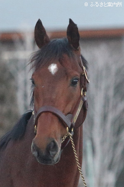 スタッドインしたベラジオオペラ