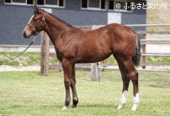 セレクトセール当歳市場に上場されたアンジュルナ