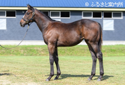 2025年に産まれたアンジュルナの半妹(牝、父インディチャンプ)  