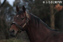 帰厩したベンバトル