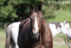 アンジュルナの母アイワンダーアズアイワンダー