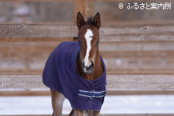 生まれた当時のアンジュルナ