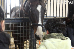 メイショウアイアンにニンジンをあげる児童