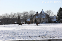 雪を踏み固めるかのように、元気に動き回る