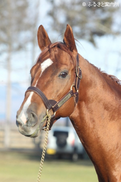 スタッドインしたカジノフォンテン