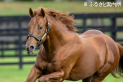 躍動する筋肉も美しい