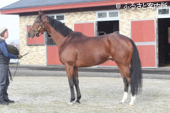 無敗で皐月賞(G1)を制覇した