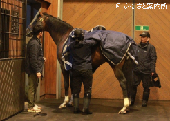 真夏の国から冬の北海道へ。馬服を着せられて馬房でくつろぐ