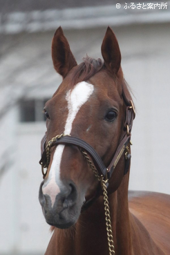 スタッドインしたメイショウハリオ