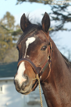 スタッドインしたバトルハーデン