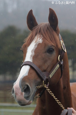 スタッドインしたトウシンマカオ