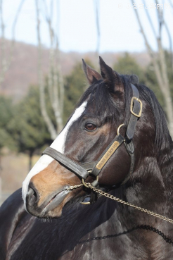 写真：ブリックスアンドモルタル(USA)